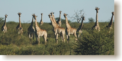 giraffe.jpg (78434 bytes)