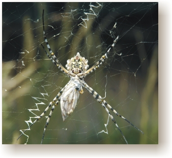 spider.jpg (79855 bytes)